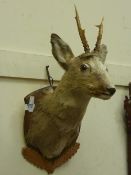 Taxidermy - Deer's head on shield wall plaque