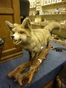 Taxidermy - fox on a rustic branch