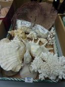 Assorted coral forms, conch and other shells from a large collection of world sea shells collected
