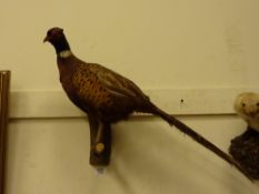 Taxidermy - Cock Pheasant mounted on a branch