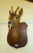 Taxidermy Bucks head on mahogany shield