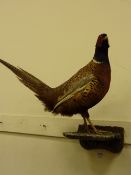 Taxidermy Cock Pheasant mounted on rustic bracket
