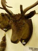 Victorian mounted stag's head