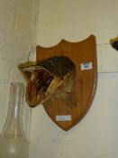 Taxidermy Pike head mounted on oak shield