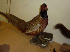 Taxidermy Cock Pheasant mounted on rustic wall bracket