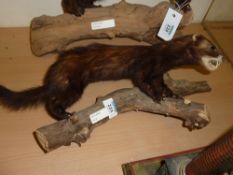 Taxidermy - Pole Cat mounted on rustic branch