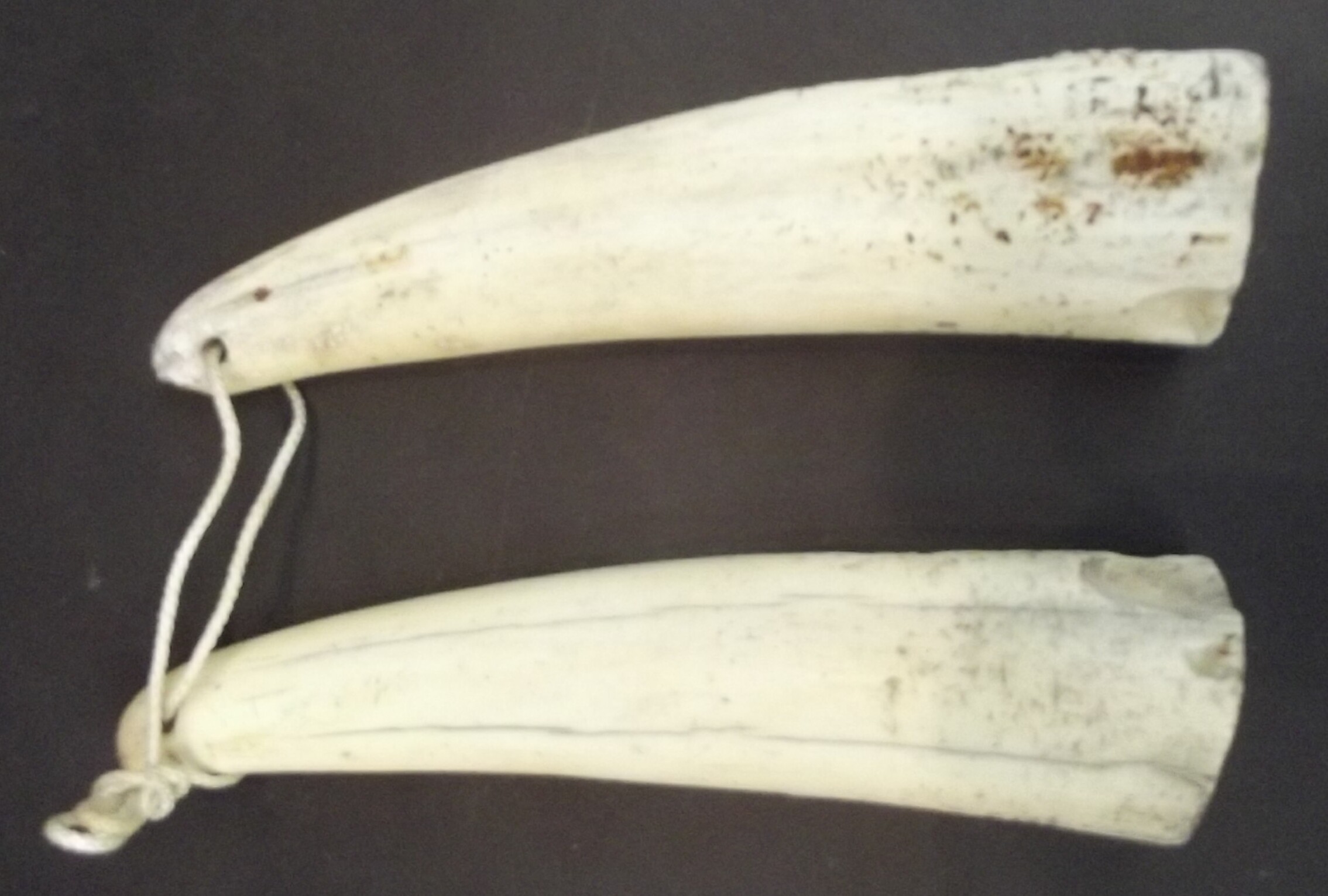 Two animal tusks, length 19cm.