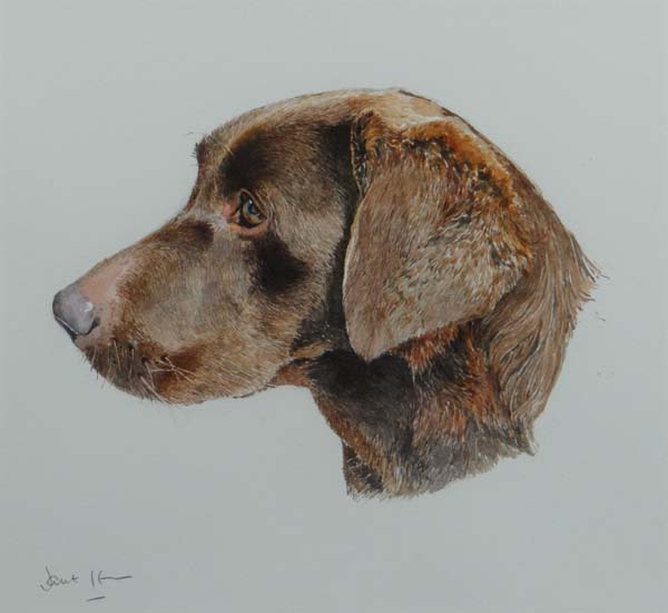 Indistinctly Signed XX Watercolour Dog., Head of a Chocolate Labrador Signed in pencil lower left 10