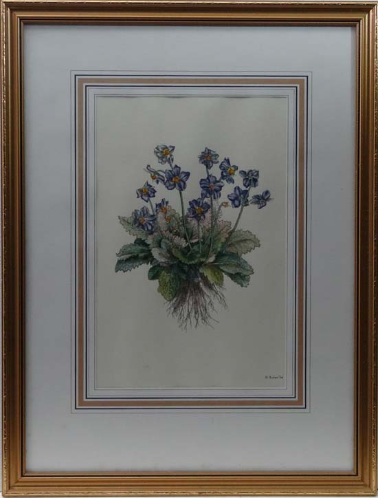 After N. Robert XIX Reproduction hand coloured botanical print Primulas? 14 5/8 x 9 1/2"