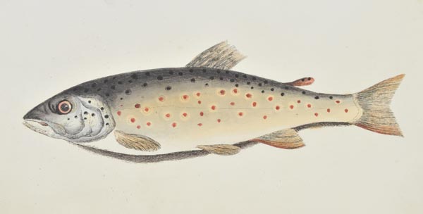 Bainbridge (G.C.). The Fly Fisher’s Guide, Illustrated by Coloured Plates, Representing Upwards of