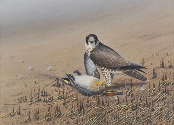*Proud (Alistair 1954 -). Peregrine falcon and teal, watercolour and gouache, signed by artist in