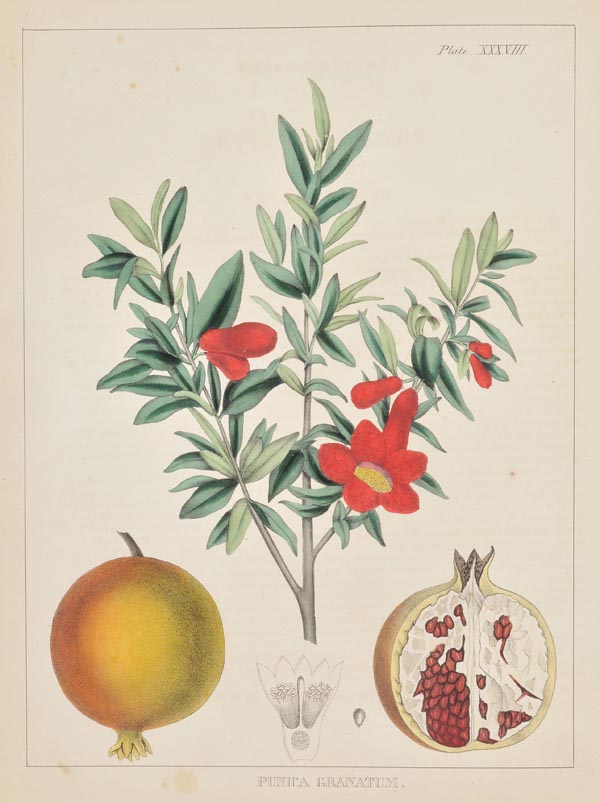Carson (Joseph ). Illustrations of Medical Botany: Consisting of Coloured Figures of Plants,