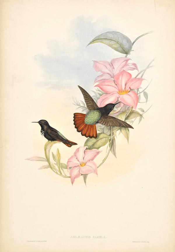 * Gould (John and Richter, H.C.). Ten lithographs of Humming Birds, originally published in ‘