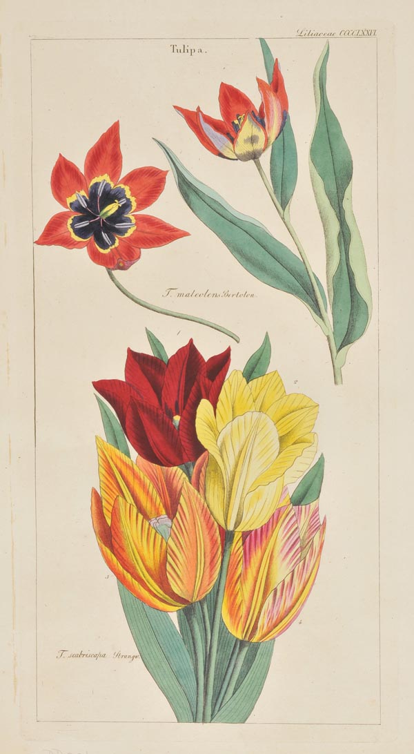 * Botany. Dietrich (Dr. David), A collection of twenty botanical engravings, originally published in