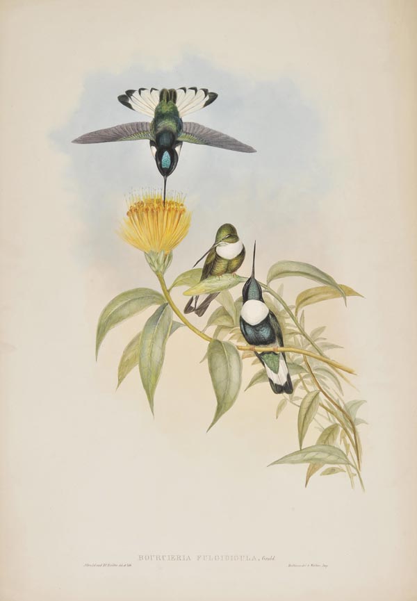Gould (John and Richter, H.C.). Eight lithographs of Humming Birds, originally published in