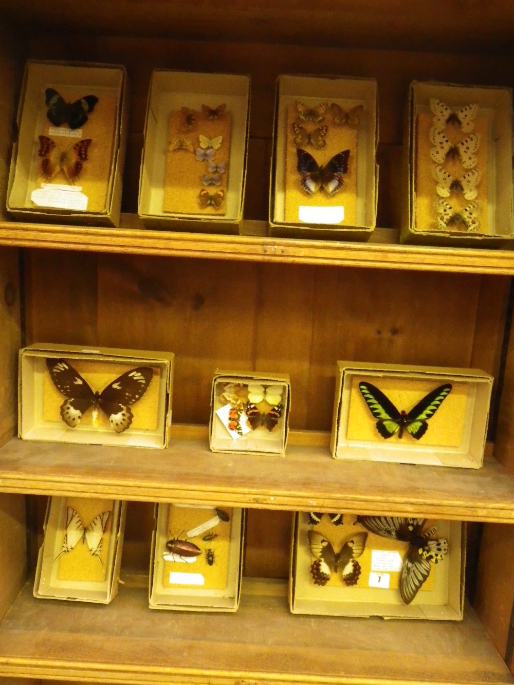 `Lepidoptera: A collection of preserved butterflies and beetles, including `Papilio Aegeus` and `