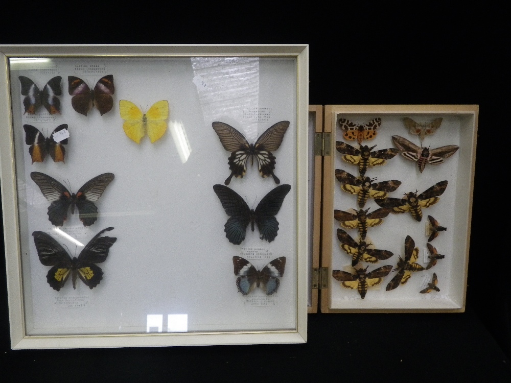 Lepidoptera: `Papilio Memnon Agenor` and other butterflies and moths contained in two cases.