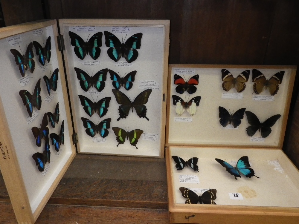 Lepidoptera: `Ruahuallago` and `Papilio Warscewiczi` and other butterflies contained in two wooden