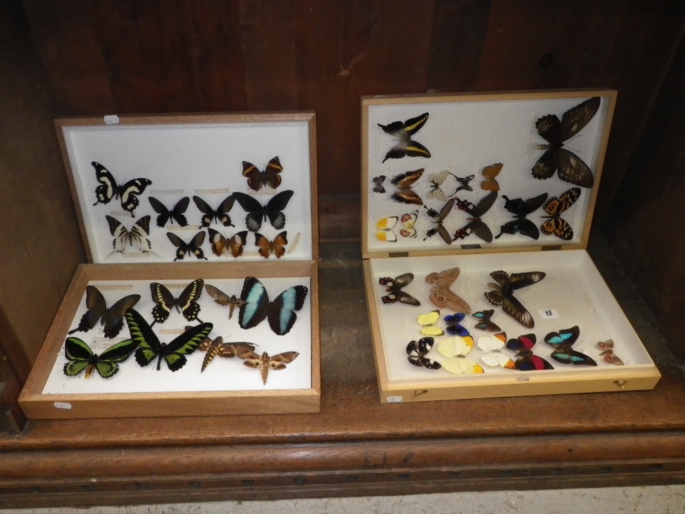 Lepidoptera: `Delias Argenthona` and `Autoneris Naranja` and other butterflies and moths contained