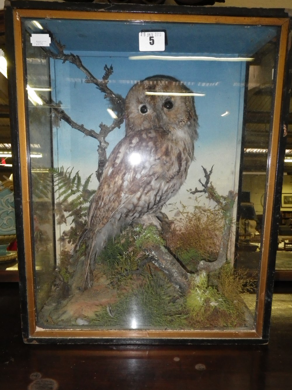 A late 19th century taxidermy study of an owl in a glazed case