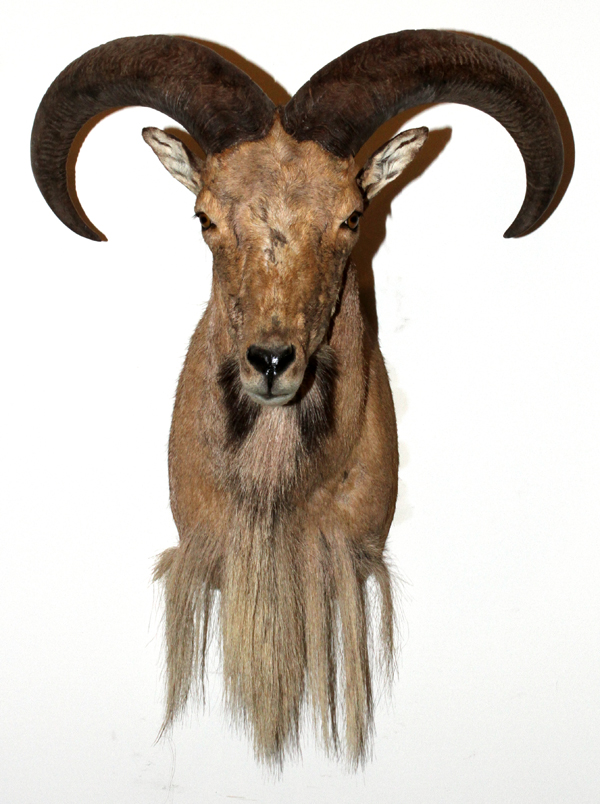 AMERICAN AOUDAD, SHEEP, SHOULDER MOUNT: