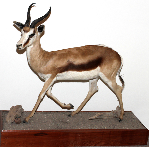 AFRICAN, COMMON SPRINGBOK, FULL BODY TROPHY MOUNT: