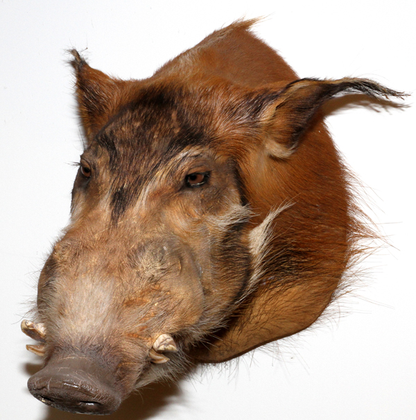 AFRICAN RED RIVER HOG SHOULDER MOUNT: Central African Republic, shoulder mount;