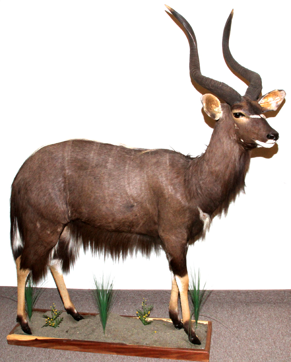 AFRICAN, SOUTHERN NYALA, FULL BODY MOUNT, H 73", W 20", L 60": mounted on a wood and composition
