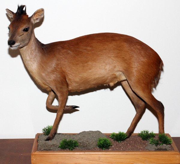 AFRICAN, RED DUIKER, FULL BODY TROPHY MOUNT: mounted on rectangular wood and composition base