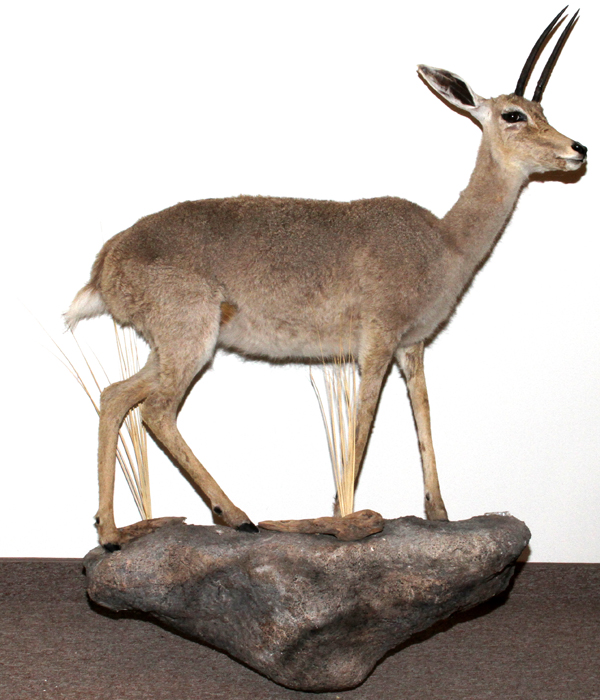 AFRICAN, VALL RHEBOK, FULL BODY TROPHY WALL MOUNT: mounted on rock form composition wall mount;