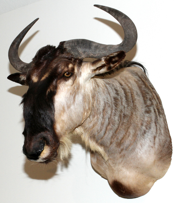 AFRICAN, WHITE BEARDED WILDEBEEST, SHOULDER MOUNT: