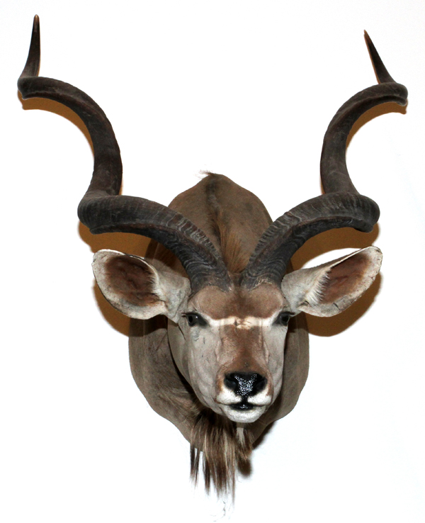 SOUTHERN GREATER KUDU, SHOULDER TROPHY MOUNT: