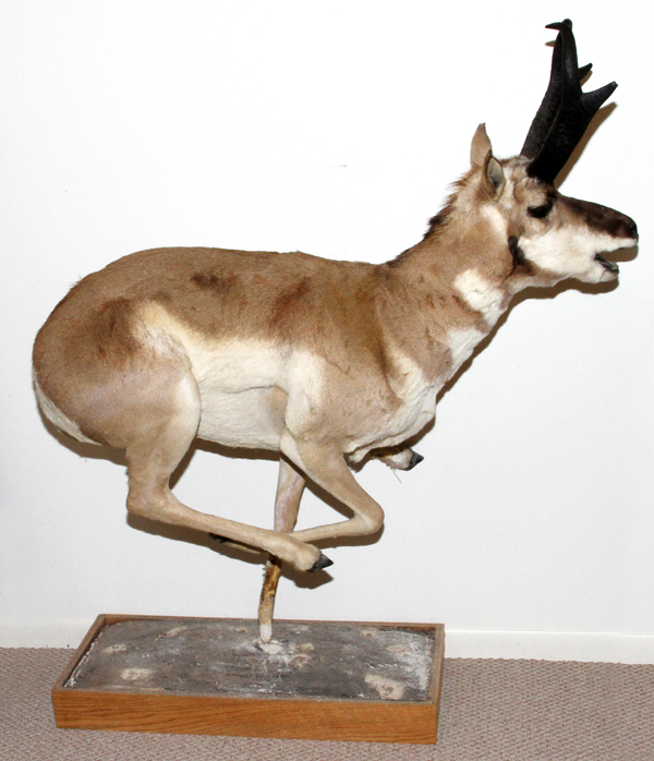 AMERICAN PRONGHORN SHEEP, FULL BODY MOUNT [GALLOPING]: