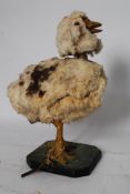 A 19th century clockwork chicken. The large nodding chicken being relined in rabbit fur in the