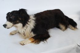 A full sized taxidermy example of a Border collie dog in seated position.