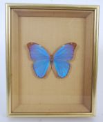 A cased taxidermy example of a blue winged butterfly.