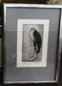 A framed and glazed charcoal picture of a grotesque bird, with signature to base