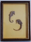 A framed and glazed pair of seahorses (taxidermy) set onto yellow backgrounds. The frame measuring