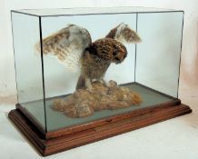 A 1912 Scottish Tawny Owl Taxidermy example on naturalistic base by J Cooper & Sons. Oak and lead