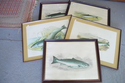 Five coloured prints, four of salmon and one of trout, each approximately 17.5" x 24"