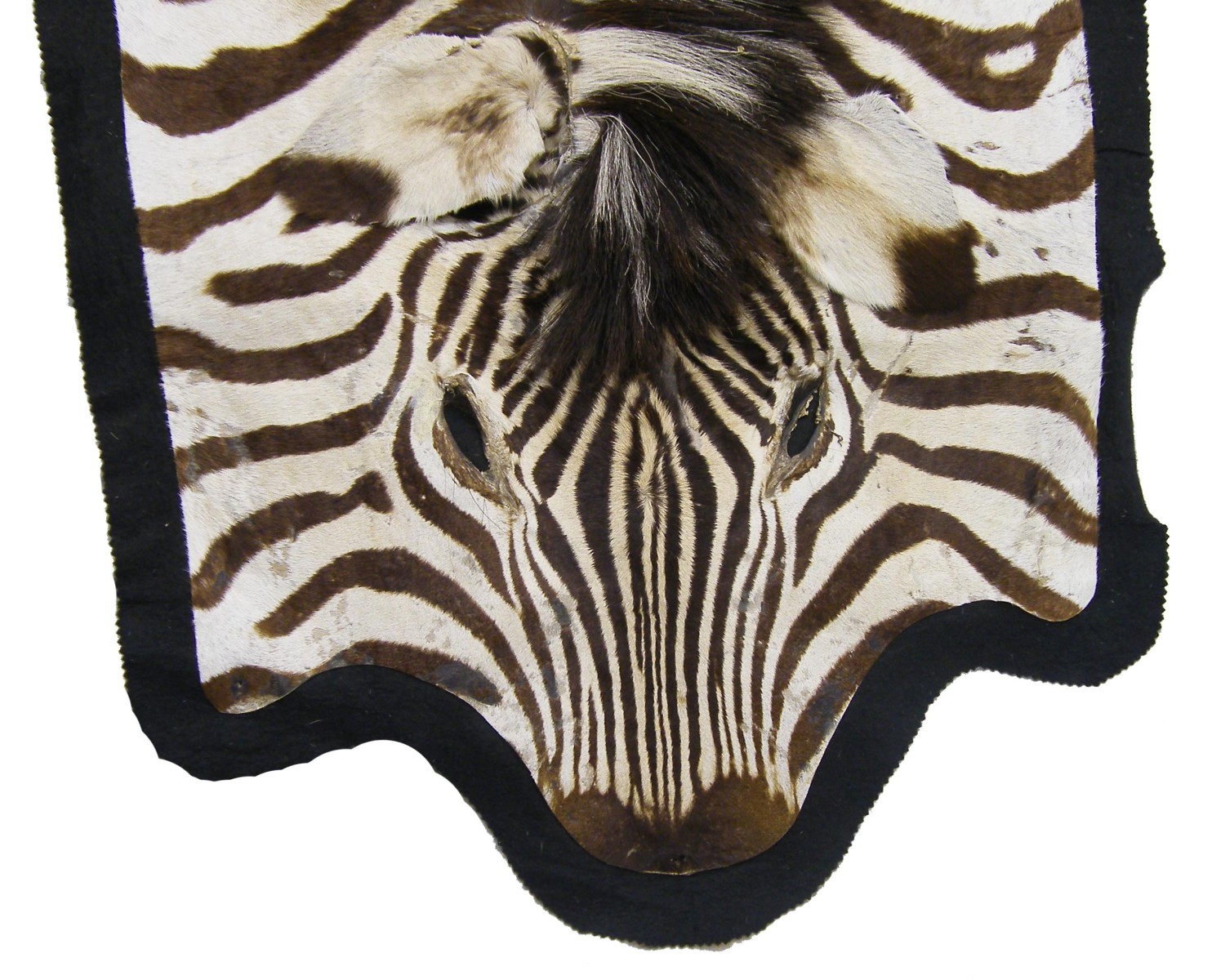 Good Taxidermy study - African zebra skin rug, with tail, ears and mane, 130" x 76"
