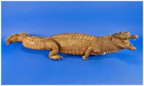 Taxidermy Early 20thC Baby Crocodile/Alligator. Length 35 Inches, Part of Tail And Claws Missing.