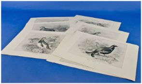 Set Of 9 Monochrome Bird Prints After Drawings By Frohawk. All game birds/sporting interest. Circa