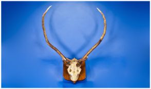 Pair Of Deer Antlers Mounted On A Shield Shaped Wall Plaque, Height 29 Inches