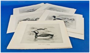 34 Monochrome Bird Prints After Drawings By Frohawk. All different types of ducks. Published, circa
