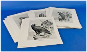 29 Monochrome Bird Prints After Drawings By Frohawk. All birds of prey, hawking interest.