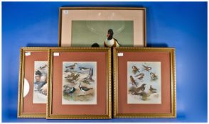 Three Framed Bird Prints By A.Thoburn, dated 1915. Plate number 63, 80 & 52. Together with a large