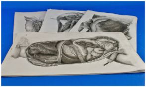 Collection Of 18 Anatomical Plates by John Lizars From ``A System of Anatomical Plates of the Human