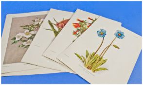 Twelve Botanical Prints C.1900 Unframed