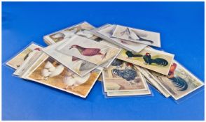 Poultry Related, Approx 50 Postcard Size Cards, Supplement To The Feathered World, Some With Text